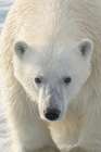 Norway, Svalbard. Close-up of polar bear male. Coastal Print